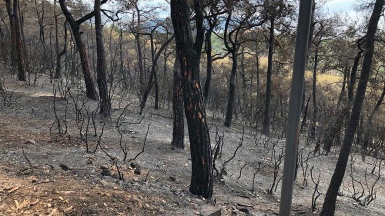 HEYBELİADA SAKİNLERİ: YANGIN ÇOK KISA SÜREDE HER TARAFI SARDI