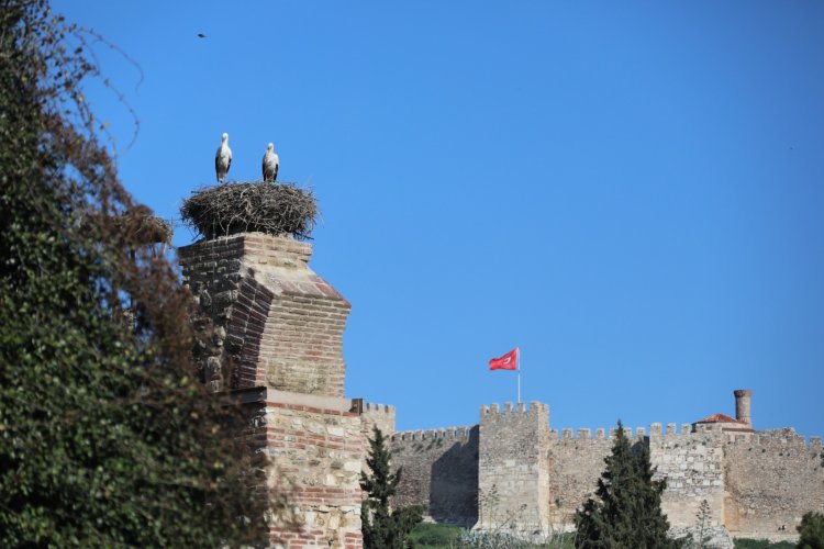 BAHARIN MÜJDECİSİ LEYLEKLER EFES SELÇUK SEMALARINDA 