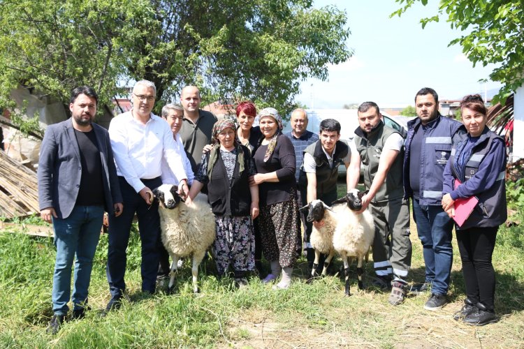 BAŞKAN ÇERÇİOĞLU KOYUNLARI TELEF OLAN ÜRETİCİ KADINA DESTEK VERDİ!