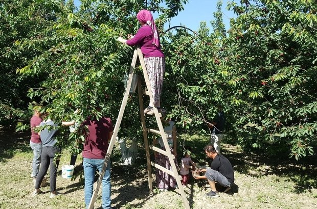 KUŞADASI'NIN KİRAZLI KÖYÜ'NDE KİRAZ HASADI BAŞLADI!