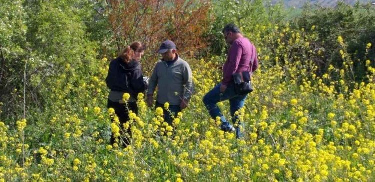 KUŞADASI'NDA YILIN İLK TÜLÜŞAHLARI AÇTI! 