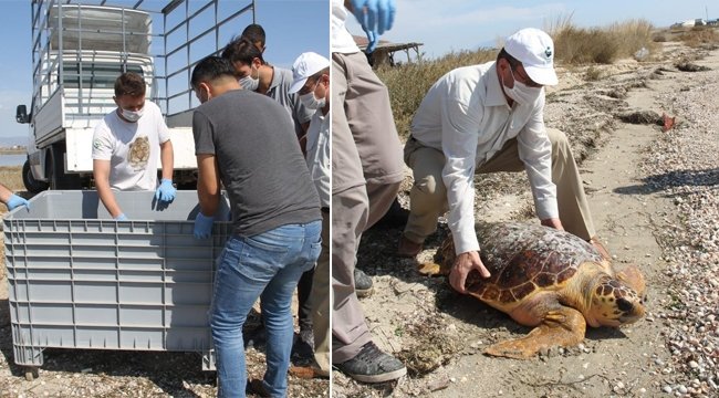 PLASTİK ATIKLAR YÜZÜNDEN İKİ CARETTA CARETTA ÖLDÜ!