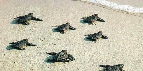 KUŞADASI'NDA CARETTA CARETTA HAREKETİ