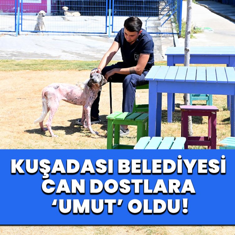 ORMAN YANGININDAN KURTARILAN KÖPEK SAĞLIĞINA KAVUŞTU