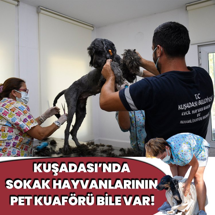 KUŞADASINDA SOKAK HAYVANLARININ PET KUAFÖRÜ BİLE VAR