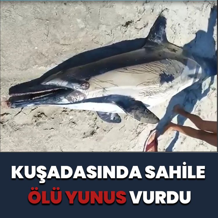 KUŞADASINDA  SAHİLE ÖLÜ YUNUS  VURDU